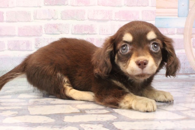 大阪府のチワックス(チワワ×ダックス) (Coo&RIKU茶屋町店/2025年11月25日生まれ/女の子/チョコレートイエロー)の子犬の2枚目の画像