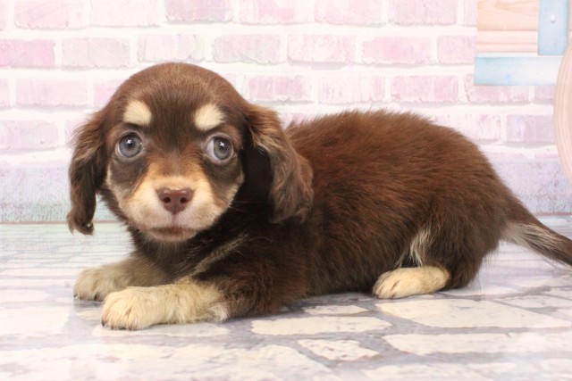 大阪府のチワックス(チワワ×ダックス) (Coo&RIKU茶屋町店/2025年11月25日生まれ/女の子/チョコレートイエロー)の子犬の3枚目の画像