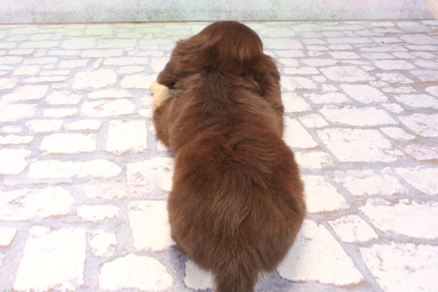 大阪府のチワックス(チワワ×ダックス) (Coo&RIKU茶屋町店/2025年11月25日生まれ/女の子/チョコレートイエロー)の子犬の4枚目の画像