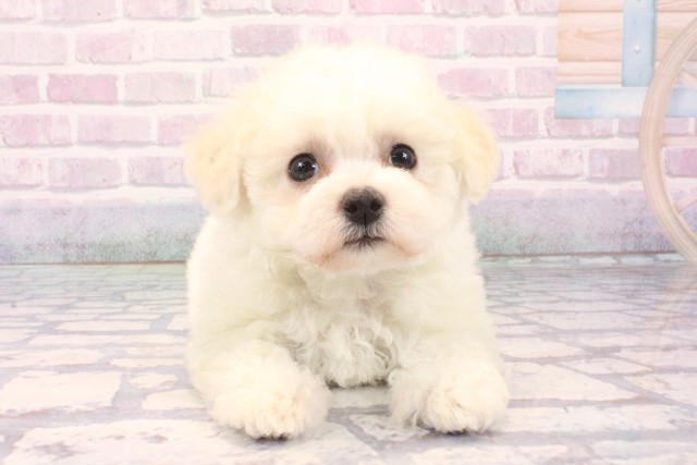 京都府のビションフリーゼ (Coo&RIKU京都河原町店/2025年11月25日生まれ/女の子/ホワイト)の子犬の1枚目の画像