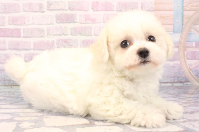 京都府のビションフリーゼ (Coo&RIKU京都河原町店/2025年11月25日生まれ/女の子/ホワイト)の子犬の2枚目の画像