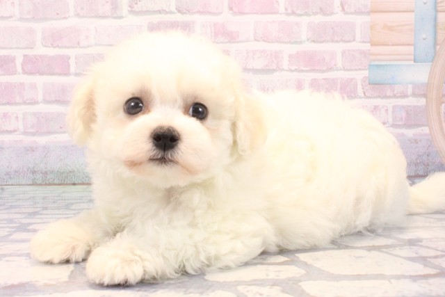 京都府のビションフリーゼ (Coo&RIKU京都河原町店/2025年11月25日生まれ/女の子/ホワイト)の子犬の3枚目の画像