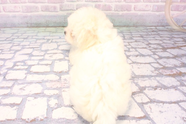 京都府のビションフリーゼ (Coo&RIKU京都河原町店/2025年11月25日生まれ/女の子/ホワイト)の子犬の4枚目の画像