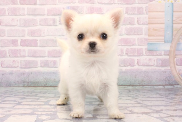 大阪府のチワワ(ロング) (Coo&RIKU高槻店/2025年11月27日生まれ/女の子/ホワイトクリーム)の子犬の1枚目の画像