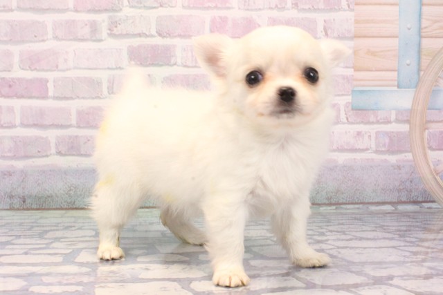 大阪府のチワワ(ロング) (Coo&RIKU高槻店/2025年11月27日生まれ/女の子/ホワイトクリーム)の子犬の2枚目の画像