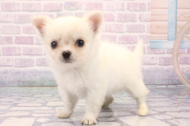 大阪府のチワワ(ロング) (Coo&RIKU高槻店/2025年11月27日生まれ/女の子/ホワイトクリーム)の子犬の3枚目の画像