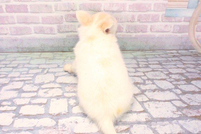 大阪府のチワワ(ロング) (Coo&RIKU高槻店/2025年11月27日生まれ/女の子/ホワイトクリーム)の子犬の4枚目の画像