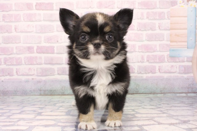 大阪府のチワワ(ロング) (Coo&RIKU梅田店/2025年11月27日生まれ/女の子/ブラックタンホワイト)の子犬の1枚目の画像