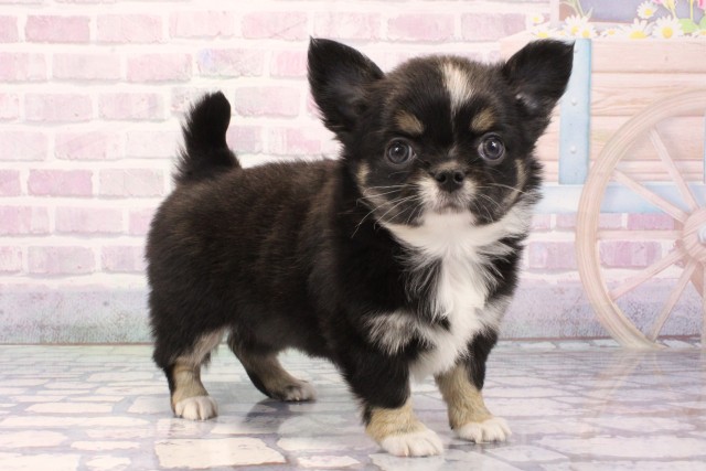 大阪府のチワワ(ロング) (Coo&RIKU梅田店/2025年11月27日生まれ/女の子/ブラックタンホワイト)の子犬の2枚目の画像