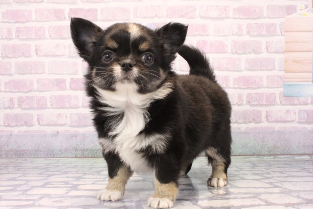 大阪府のチワワ(ロング) (Coo&RIKU梅田店/2025年11月27日生まれ/女の子/ブラックタンホワイト)の子犬の3枚目の画像