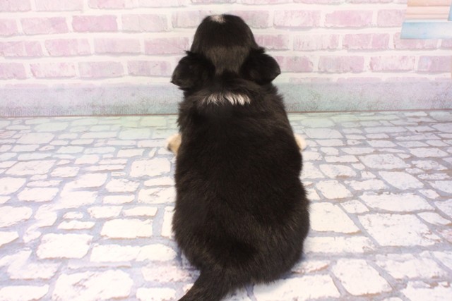 大阪府のチワワ(ロング) (Coo&RIKU梅田店/2025年11月27日生まれ/女の子/ブラックタンホワイト)の子犬の4枚目の画像