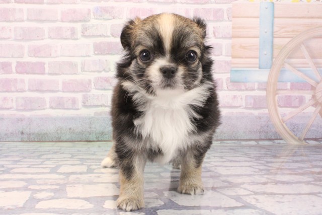 京都府のチワワ(ロング) (Coo&RIKU京都河原町店/2025年11月27日生まれ/女の子/フォーンホワイト)の子犬の1枚目の画像