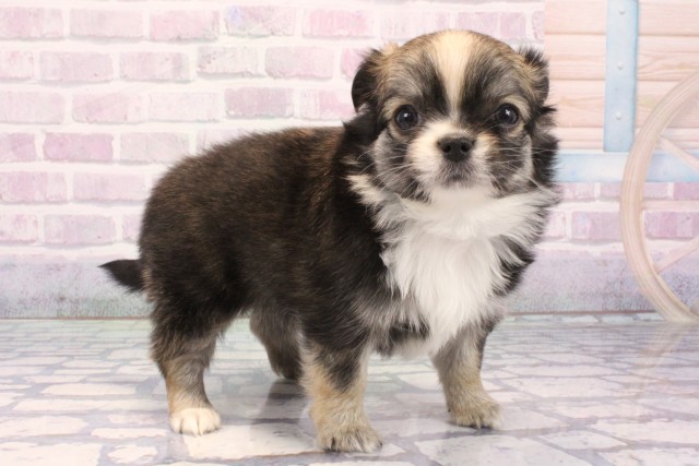 京都府のチワワ(ロング) (Coo&RIKU京都河原町店/2025年11月27日生まれ/女の子/フォーンホワイト)の子犬の2枚目の画像