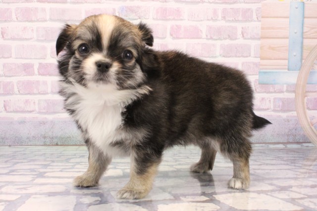 京都府のチワワ(ロング) (Coo&RIKU京都河原町店/2025年11月27日生まれ/女の子/フォーンホワイト)の子犬の3枚目の画像