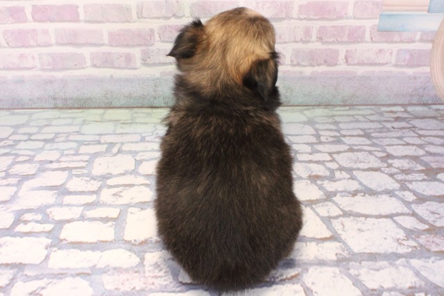 京都府のチワワ(ロング) (Coo&RIKU京都河原町店/2025年11月27日生まれ/女の子/フォーンホワイト)の子犬の4枚目の画像