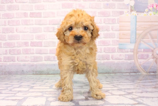 大阪府のトイプードル(トイ) (Coo&RIKU天王寺店/2025年11月24日生まれ/女の子/オレンジフォーン)の子犬の1枚目の画像