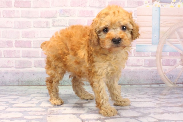 大阪府のトイプードル(トイ) (Coo&RIKU天王寺店/2025年11月24日生まれ/女の子/オレンジフォーン)の子犬の2枚目の画像