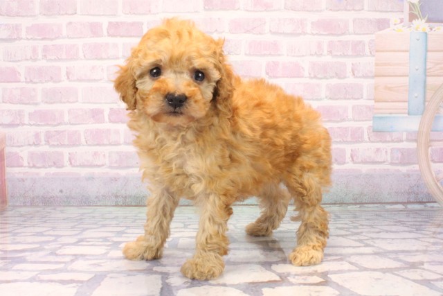 大阪府のトイプードル(トイ) (Coo&RIKU天王寺店/2025年11月24日生まれ/女の子/オレンジフォーン)の子犬の3枚目の画像