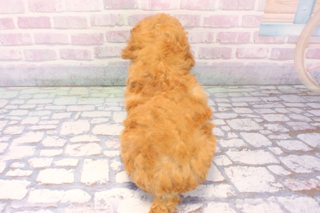 大阪府のトイプードル(トイ) (Coo&RIKU天王寺店/2025年11月24日生まれ/女の子/オレンジフォーン)の子犬の4枚目の画像