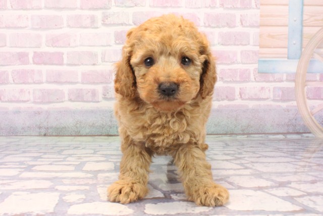兵庫県のトイプードル(トイ) (Coo&RIKU伊丹店/2025年11月24日生まれ/女の子/オレンジフォーン)の子犬の1枚目の画像