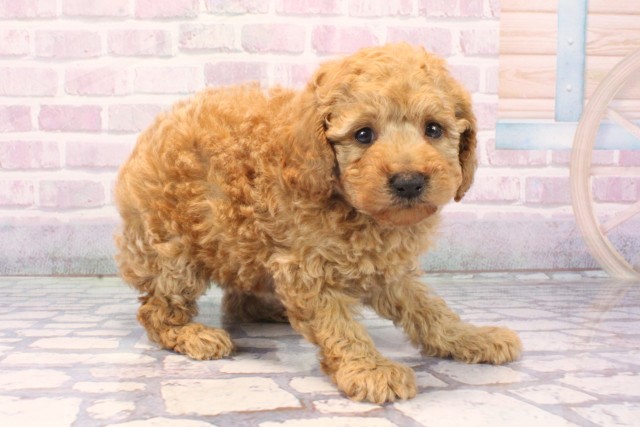 兵庫県のトイプードル(トイ) (Coo&RIKU伊丹店/2025年11月24日生まれ/女の子/オレンジフォーン)の子犬の2枚目の画像