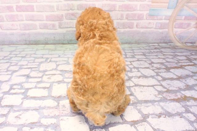 兵庫県のトイプードル(トイ) (Coo&RIKU伊丹店/2025年11月24日生まれ/女の子/オレンジフォーン)の子犬の4枚目の画像