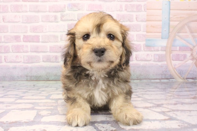 奈良県のマルックス(マルチーズ×ダックス) (Coo&RIKU奈良富雄南店/2025年11月24日生まれ/男の子/フォーン)の子犬の1枚目の画像