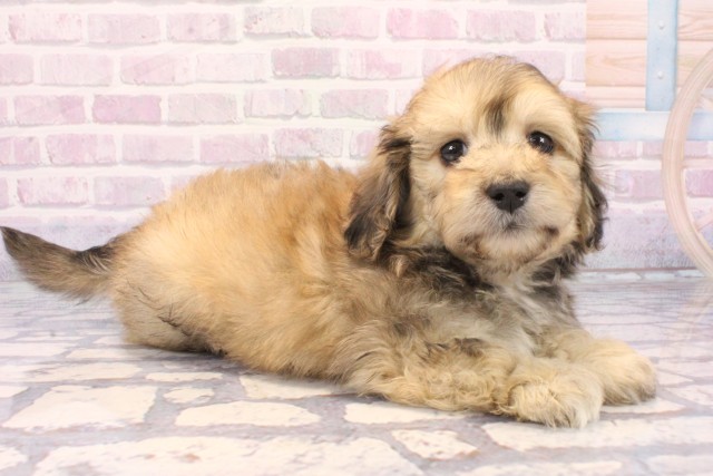 奈良県のマルックス(マルチーズ×ダックス) (Coo&RIKU奈良富雄南店/2025年11月24日生まれ/男の子/フォーン)の子犬の2枚目の画像