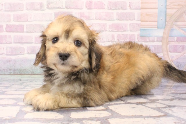 奈良県のマルックス(マルチーズ×ダックス) (Coo&RIKU奈良富雄南店/2025年11月24日生まれ/男の子/フォーン)の子犬の3枚目の画像