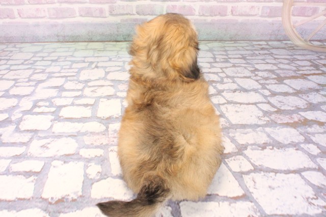 奈良県のマルックス(マルチーズ×ダックス) (Coo&RIKU奈良富雄南店/2025年11月24日生まれ/男の子/フォーン)の子犬の4枚目の画像