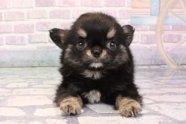 兵庫県のチワワ(ロング) (Coo&RIKU神戸三宮店/2025年11月25日生まれ/女の子/ブラックタンホワイト)の子犬の1枚目の画像