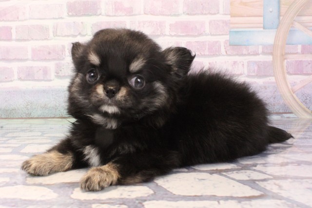 兵庫県のチワワ(ロング) (Coo&RIKU神戸三宮店/2025年11月25日生まれ/女の子/ブラックタンホワイト)の子犬の3枚目の画像