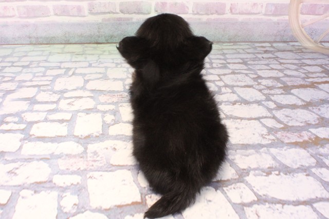 兵庫県のチワワ(ロング) (Coo&RIKU神戸三宮店/2025年11月25日生まれ/女の子/ブラックタンホワイト)の子犬の4枚目の画像