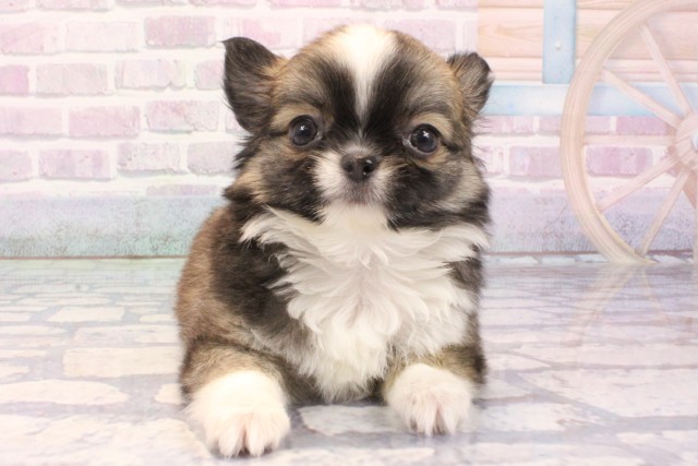 大阪府のチワワ(ロング) (Coo&RIKU心斎橋店/2025年11月24日生まれ/男の子/レッドホワイト)の子犬の1枚目の画像