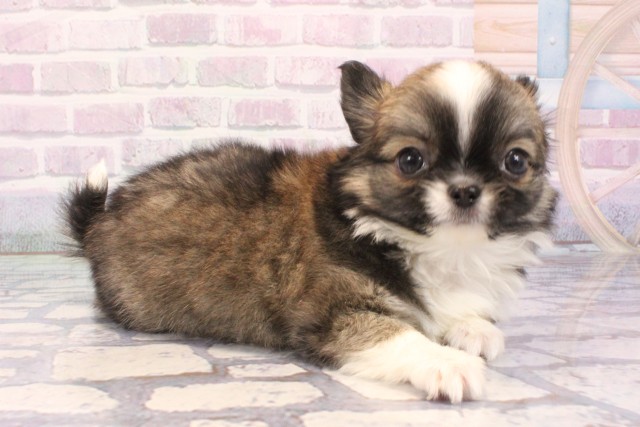 大阪府のチワワ(ロング) (Coo&RIKU心斎橋店/2025年11月24日生まれ/男の子/レッドホワイト)の子犬の2枚目の画像