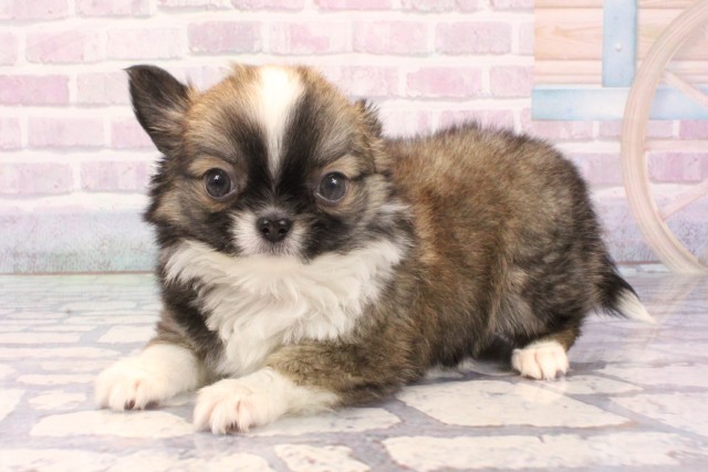 大阪府のチワワ(ロング) (Coo&RIKU心斎橋店/2025年11月24日生まれ/男の子/レッドホワイト)の子犬の3枚目の画像