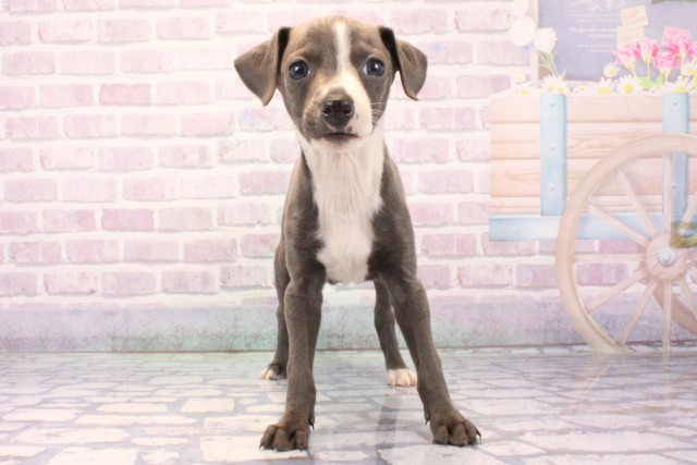 滋賀県のイタリアングレーハウンド (Coo&RIKU長浜店/2025年11月26日生まれ/男の子/ブルーホワイト)の子犬の1枚目の画像