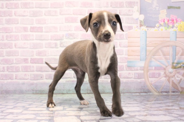 滋賀県のイタリアングレーハウンド (Coo&RIKU長浜店/2025年11月26日生まれ/男の子/ブルーホワイト)の子犬の2枚目の画像