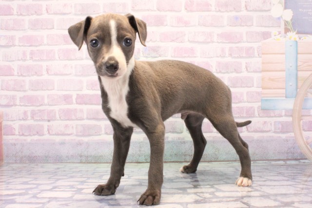 滋賀県のイタリアングレーハウンド (Coo&RIKU長浜店/2025年11月26日生まれ/男の子/ブルーホワイト)の子犬の3枚目の画像