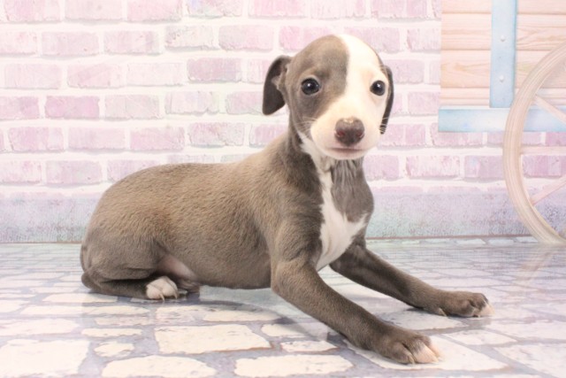 滋賀県のイタリアングレーハウンド (Coo&RIKU東近江店/2025年11月26日生まれ/男の子/ブルーホワイト)の子犬の2枚目の画像