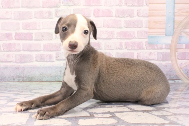 滋賀県のイタリアングレーハウンド (Coo&RIKU東近江店/2025年11月26日生まれ/男の子/ブルーホワイト)の子犬の3枚目の画像