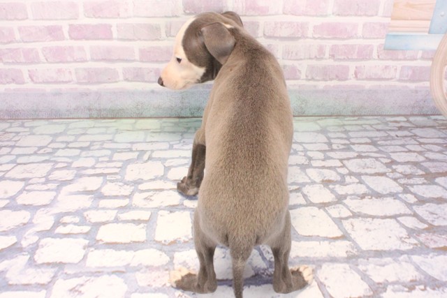 滋賀県のイタリアングレーハウンド (Coo&RIKU東近江店/2025年11月26日生まれ/男の子/ブルーホワイト)の子犬の4枚目の画像