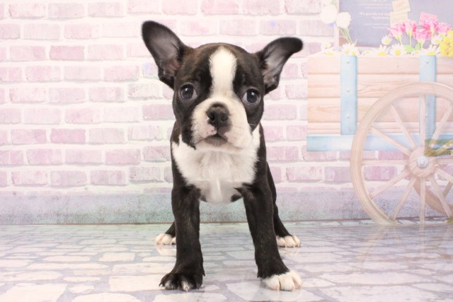 大阪府のボストンテリア (Coo&RIKU天王寺店/2025年11月27日生まれ/男の子/ボストンカラー)の子犬の1枚目の画像