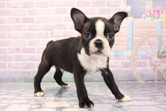 大阪府のボストンテリア (Coo&RIKU天王寺店/2025年11月27日生まれ/男の子/ボストンカラー)の子犬の2枚目の画像