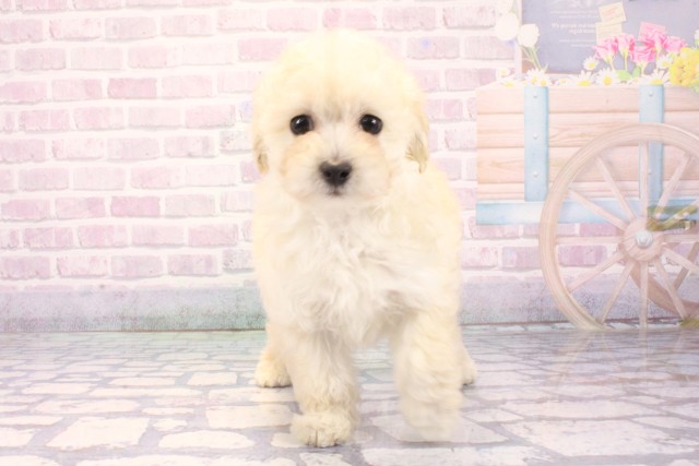 兵庫県のトイプードル(トイ) (Coo&RIKU神戸三宮店/2025年11月22日生まれ/女の子/ホワイト)の子犬の1枚目の画像