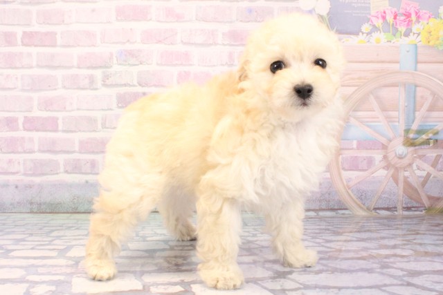 兵庫県のトイプードル(トイ) (Coo&RIKU神戸三宮店/2025年11月22日生まれ/女の子/ホワイト)の子犬の2枚目の画像