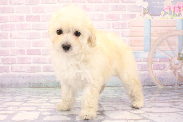 兵庫県のトイプードル(トイ) (Coo&RIKU神戸三宮店/2025年11月22日生まれ/女の子/ホワイト)の子犬の3枚目の画像