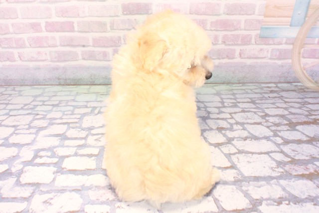 兵庫県のトイプードル(トイ) (Coo&RIKU神戸三宮店/2025年11月22日生まれ/女の子/ホワイト)の子犬の4枚目の画像