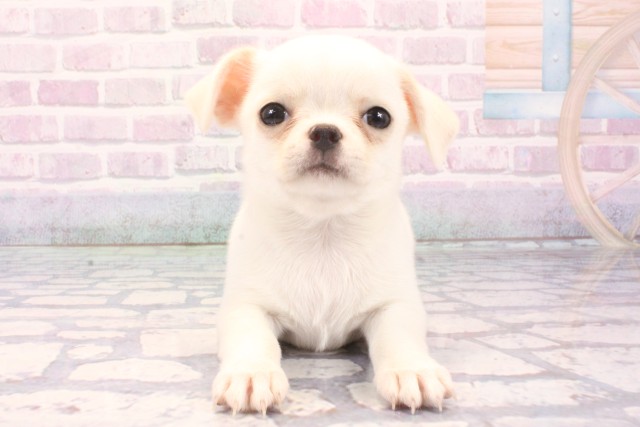 大阪府のチワワ(スムース) (Coo&RIKU高槻店/2025年11月27日生まれ/男の子/クリームホワイト)の子犬の1枚目の画像