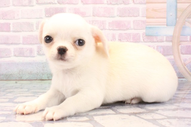 大阪府のチワワ(スムース) (Coo&RIKU高槻店/2025年11月27日生まれ/男の子/クリームホワイト)の子犬の3枚目の画像